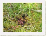 Plants at The Bog - Cabot Trail, Cape Breton * 2592 x 1944 * (2.62MB)